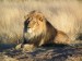 800px-Lion_waiting_in_Nambia.jpg